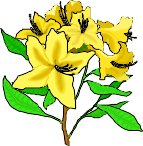 AZALEA.WMF