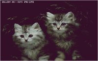 KITTY06.GIF