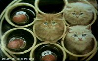 KITTY08.GIF