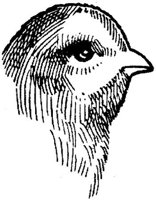 SIT079B.JPG