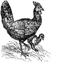EAC023N.JPG