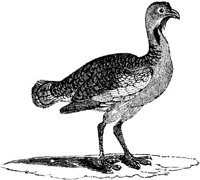 EAC022V.JPG