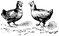 EAC021V.JPG