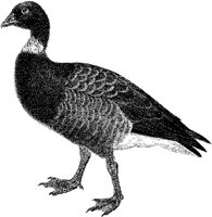 AMB165B.JPG