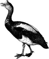 AMB164D.JPG