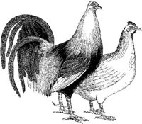 AMB163E.JPG