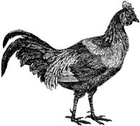 AMB163C.JPG