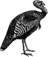 AMB160A.JPG