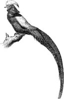 AMB155B.JPG