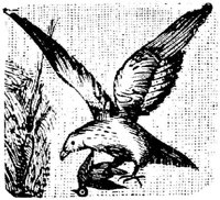 EAC028A.JPG