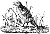 EAC024S.JPG