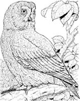 BOP045A.JPG