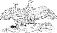 BOP022A.JPG