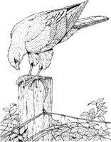 BOP015A.JPG