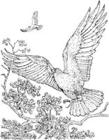 BOP013A.JPG
