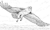 BOP012A.JPG