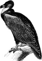 AMB112D.JPG
