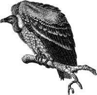 AMB112C.JPG