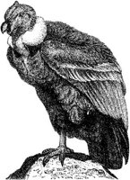 AMB111E.JPG