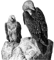 AMB111D.JPG