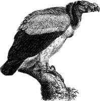 AMB111A.JPG