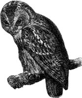 AMB109D.JPG