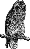 AMB109A.JPG