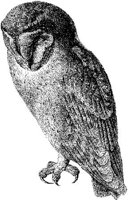 AMB108D.JPG