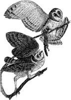 AMB107A.JPG