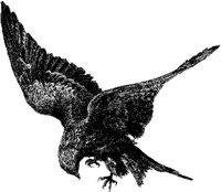 AMB106D.JPG