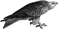 AMB106C.JPG