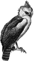 AMB103E.JPG