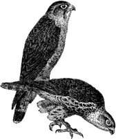 AMB103A.JPG