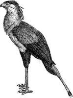 AMB101C.JPG