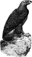 AMB098A.JPG