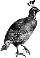 AMB161B.JPG