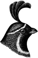 AMB159A.JPG