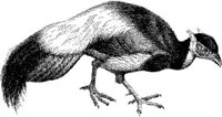 AMB158D.JPG