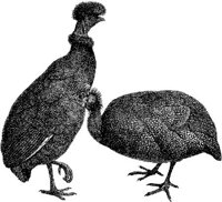 AMB158C.JPG