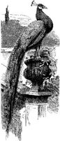 AMB157A.JPG