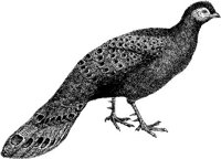 AMB156D.JPG