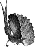 AMB156A.JPG