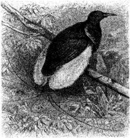 AMB119C.JPG