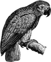 AMB116D.JPG