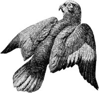 AMB116C.JPG