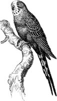 AMB115A.JPG