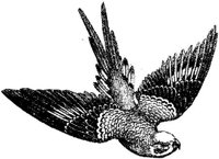 AMB113B.JPG