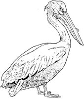 MAR016C.JPG