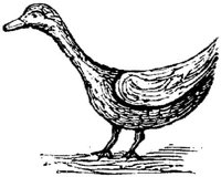 EAC022Q.JPG