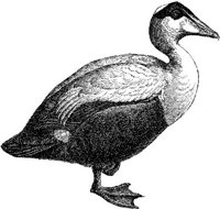 AMB167C.JPG